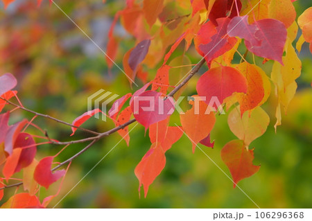 紅葉(ナンキンハゼ/なんきんはぜ/南京櫨) 紅葉(ナンキンハゼ/なんきんはぜ/南京櫨) 106296368