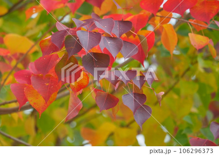 紅葉(ナンキンハゼ/なんきんはぜ/南京櫨) 紅葉(ナンキンハゼ/なんきんはぜ/南京櫨) 106296373