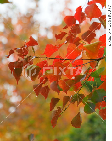 紅葉（ナンキンハゼ／なんきんはぜ／南京櫨） 106296377