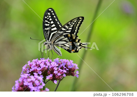 アゲハチョウ(Swallowtail butterfly) 106296708