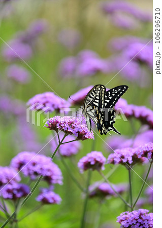 アゲハチョウ(Swallowtail butterfly) アゲハチョウ(Swallowtail butterfly) 106296710