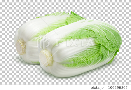 大白菜插畫真實 106296865