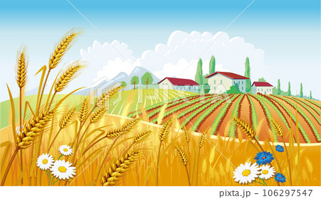 Rural landscape with fields Rural landscape with fields 106297547