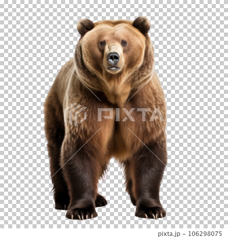 bear bear 106298075