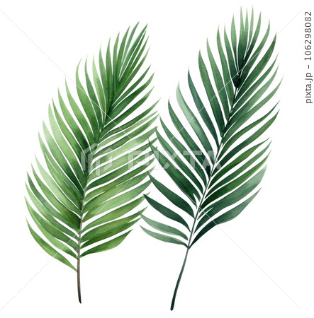 Green watercolor palm leaf isolated Green watercolor palm leaf isolated 106298082