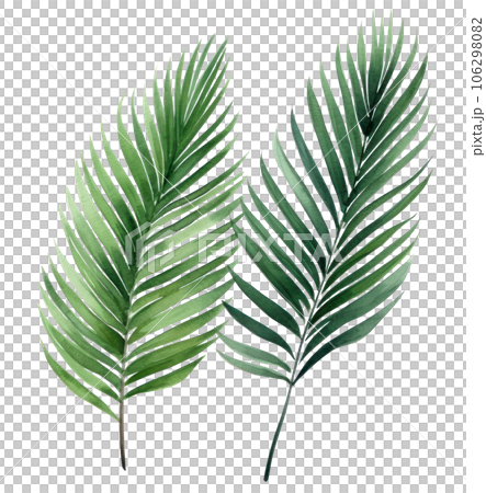 Green watercolor palm leaf isolated Green watercolor palm leaf isolated 106298082
