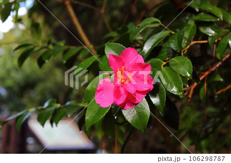 花 フラワー お花 106298787