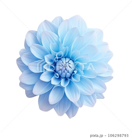 Blue dahlia flower isolated 106298793