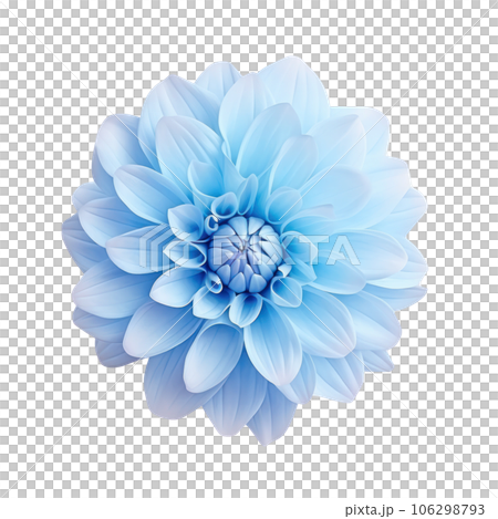 Blue dahlia flower isolated 106298793