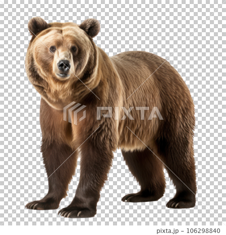 bear 106298840