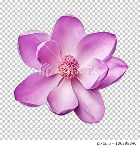 Magnolia flower isolated Magnolia flower isolated 106298846