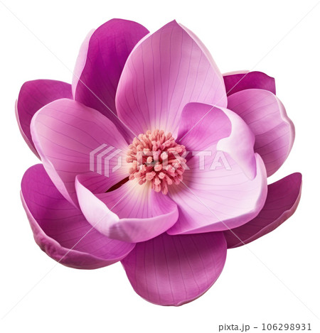 Magnolia flower isolated Magnolia flower isolated 106298931