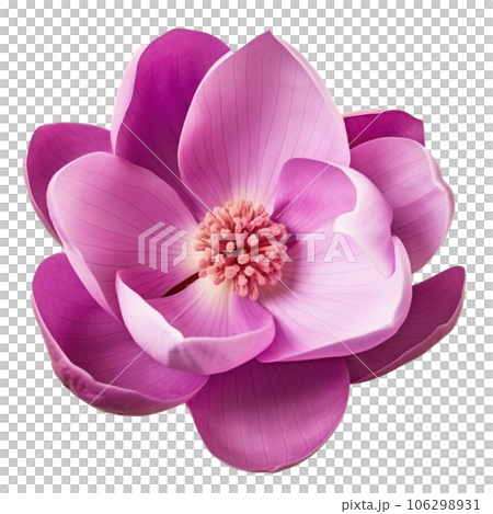 Magnolia flower isolated Magnolia flower isolated 106298931