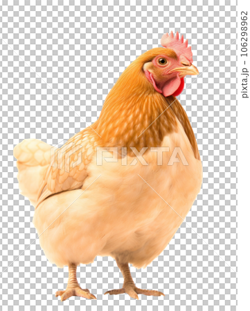Big chicken bird isolated 106298962