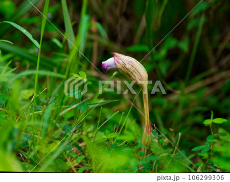 寄生植物ハマウツボ科ナンバンギセルの赤紫色の花 106299306
