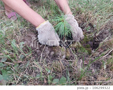 Planting seedlings of cedar spruce 106299322