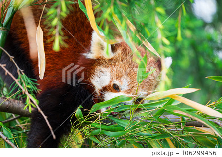Red panda bear climbing tree. close-up of a rare red panda 106299456