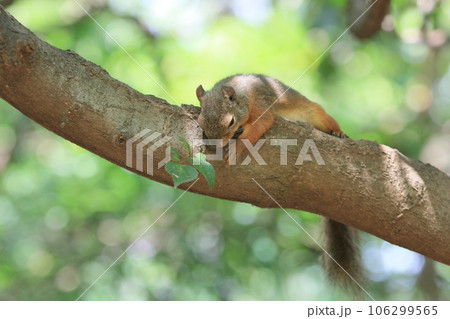 木の枝で昼寝をする二ホンリス　暑さを避けて枝で昼寝するリス 106299565