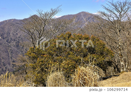 丹沢の鍋割山山頂より望む檜洞丸 106299714