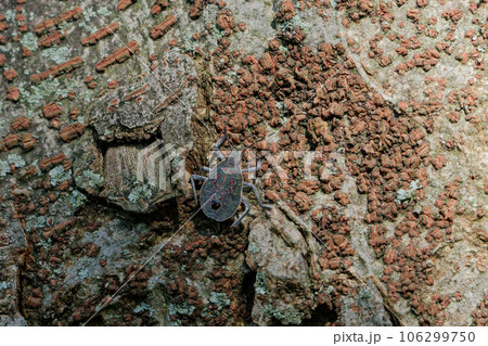 カメムシ科キマダラカメムシ終齢幼虫 106299750