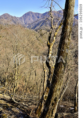 丹沢の雨山より檜岳山稜の森から眺める丹沢主脈の山容 丹沢の雨山より檜岳山稜の森から眺める丹沢主脈の山容 106299809