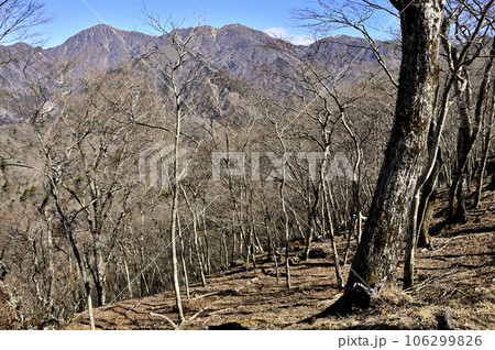 丹沢の鉄砲沢ノ頭山頂の森より望む丹沢主脈 106299826