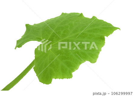 green pumpkin leaf isolated on white background green pumpkin leaf isolated on white background 106299997