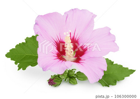 Pink hibiscus flower isolated on white background 106300000