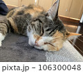 眠たい猫。 106300048