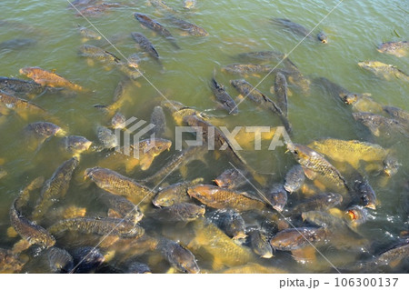 池で泳ぐ鯉 106300137
