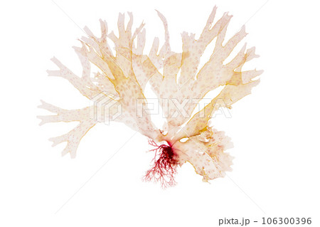Nitophyllum punctatum or spotted scarf weed pink seaweed isolated on white. 106300396