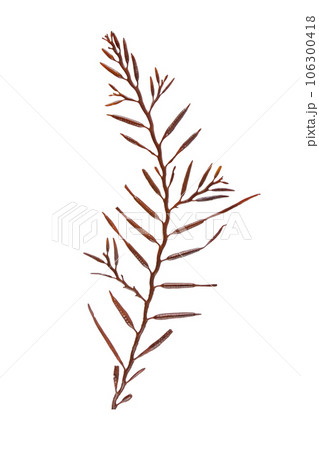 Halidrys siliquosa or sea oak brown algae isolated on white 106300418
