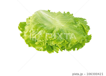 Green curly lettuce leaves arranged for use in the hamburger sandwich isolated on white. 106300421