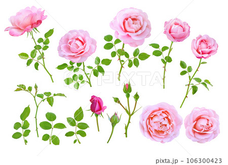 Pink rose flowers, buds, leaves and branches set 106300423