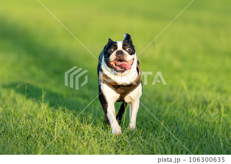 ボストンテリア 106300635