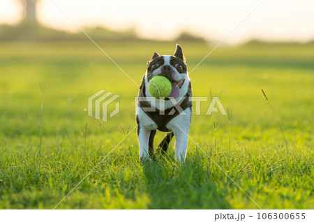 ボール遊びするボストンテリア ボール遊びするボストンテリア 106300655