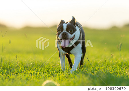 ボストンテリア ボストンテリア 106300670