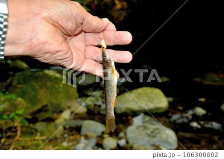 外道のタカハヤが釣れた 外道のタカハヤが釣れた 106300802