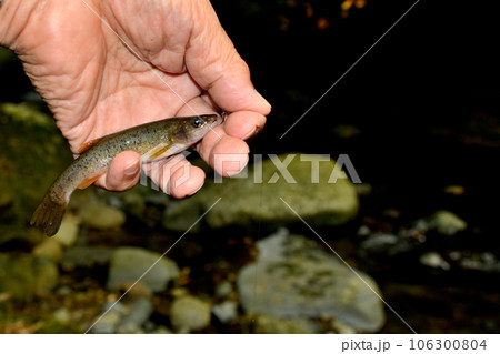 外道のタカハヤが釣れた 外道のタカハヤが釣れた 106300804