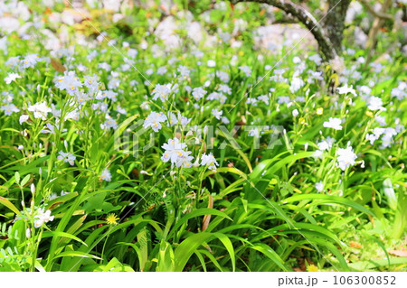 シャガの花 満開 シャガの花 満開 106300852