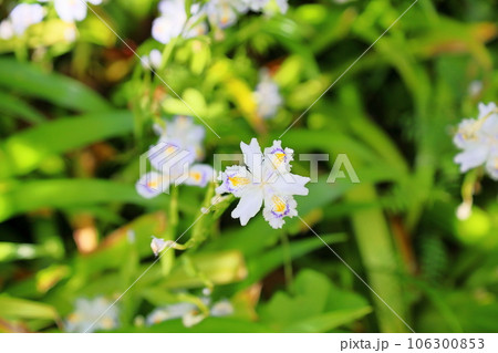 シャガの花 106300853
