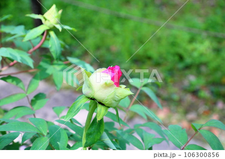 ボタンの花 蕾 ボタンの花 蕾 106300856