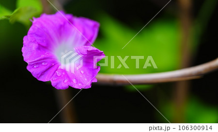 ピンクの花を咲かせた、瑞々しい朝顔 106300914