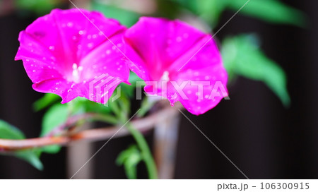 瑞々しいピンクのアサガオを見上げる 106300915