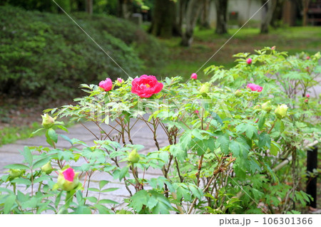 ボタンの花　満開 106301366