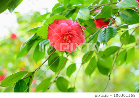 ツバキの花 菊冬至 ツバキの花 菊冬至 106301368
