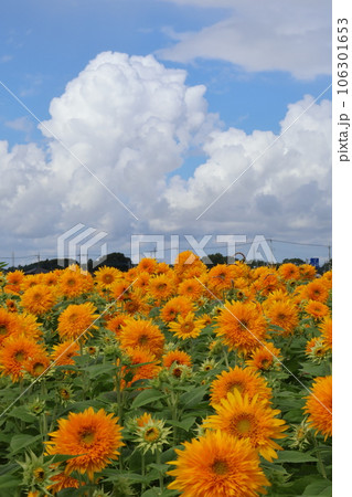 ひまわり畑 ひまわり畑 106301653