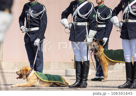 Guide dogs in green capes accompany the guard during the parade Guide dogs in green capes accompany the guard during the parade 106301845
