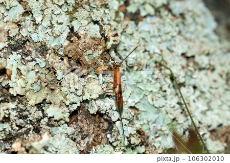 ヒメウマノオバチ ヒメウマノオバチ 106302010