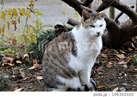 おっとりしている境内の猫 秋の日 キジトラ白 おっとりしている境内の猫 秋の日 キジトラ白 106302020
